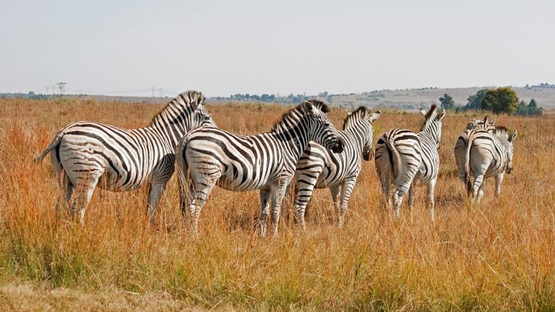 Zebras